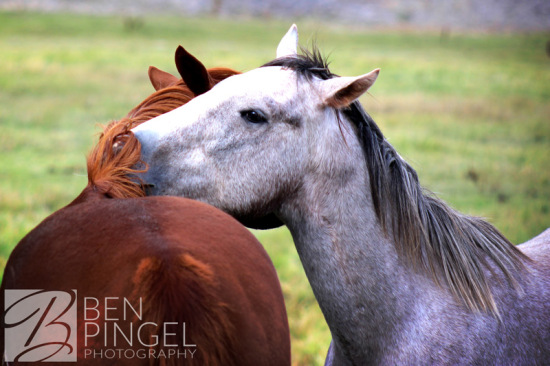 BenPingel-Horse_Snuggle