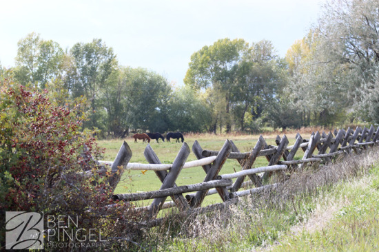 BenPingel-Pasture