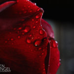 BenPingel-Rose-Unedited