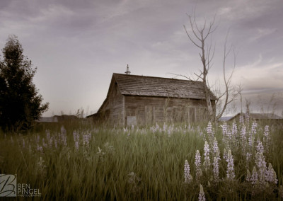 Abandoned cabin in fields with flowers in Bancroft, Idaho